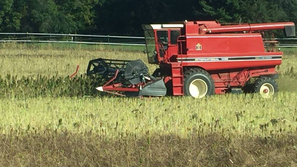 Fluffy Cows: the Internet Sensation