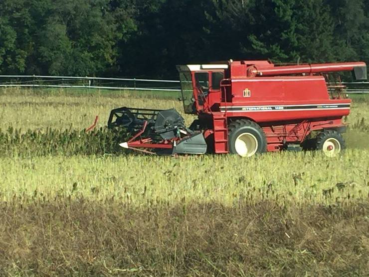 Fluffy Cows: the Internet Sensation