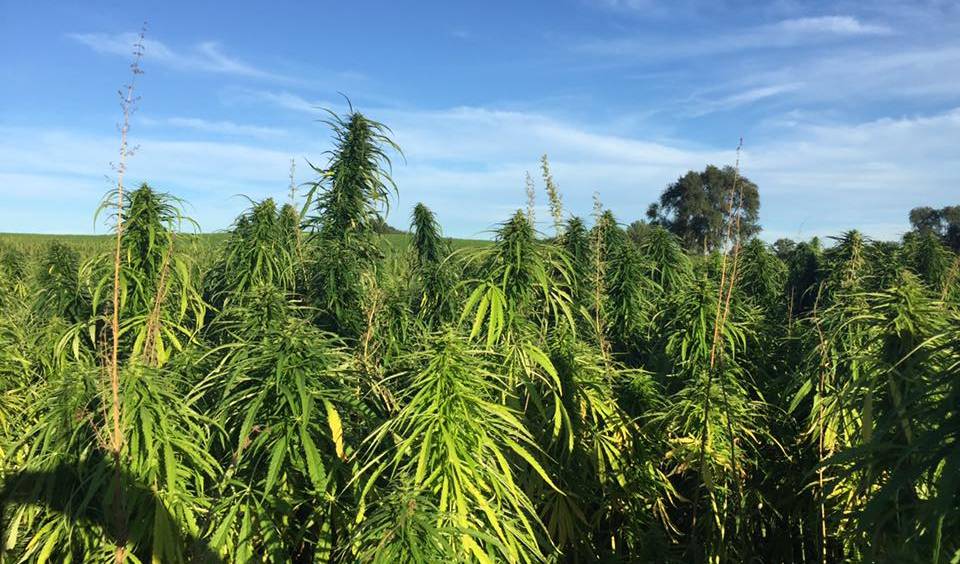 The Importance of Nutrition to Programming Calves