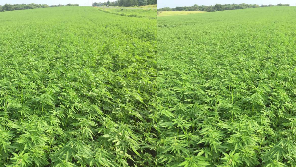 Controlling Worms to Improve Milk Yield