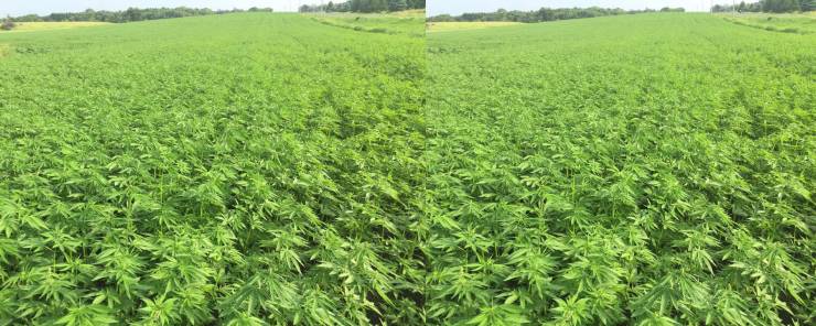 Controlling Worms to Improve Milk Yield