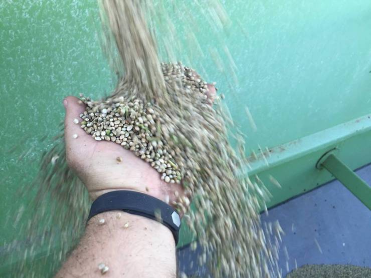 Technology Improves Cattle Breeding